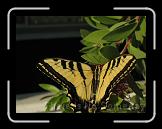 Sequoia Butterfly * 2272 x 1704 * (770KB)